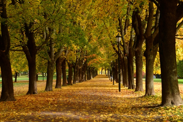 Det er fine høstfarger i Vigelandsparken - The Autumn colours in The Vigeland Park are beautiful. Det er fine høstfarger i Vigelandsparken - The Autumn colours in The Vigeland Park are beautiful.